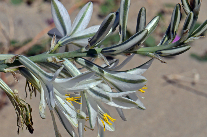 Desert Lily has white or bluish-white flowers with a green or silver-green stripe down the central margin. Flowers are large from a stout raceme, the fruit is a capsule. Hesperocallis undulata 